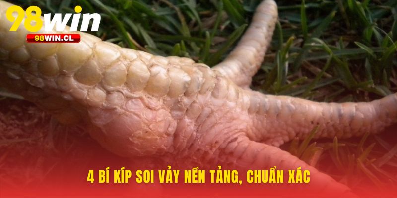 Cách xem vảy gà quý từ bốn dấu hiệu gốc