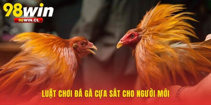 Nền tảng công bằng cho mọi trận đá gà cựa sắt